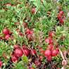 Cranberry