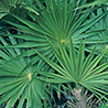 Palem serenoa